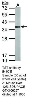 TST antibody [N1C3], GeneTex