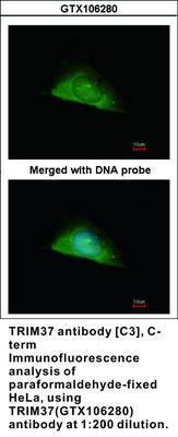 TRIM37 antibody [C3], C-term, GeneTex