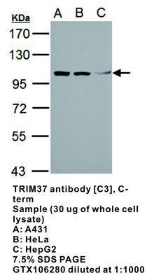 TRIM37 antibody [C3], C-term, GeneTex