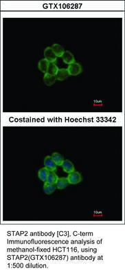 STAP2 antibody [C3], C-term, GeneTex