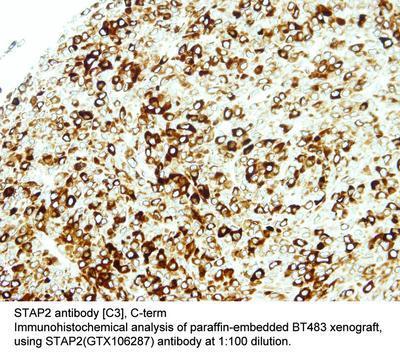 STAP2 antibody [C3], C-term, GeneTex