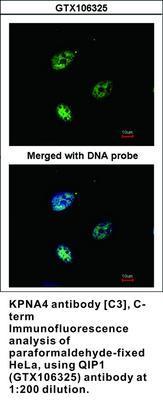 KPNA4 antibody [C3], C-term, GeneTex