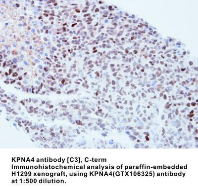 KPNA4 antibody [C3], C-term, GeneTex