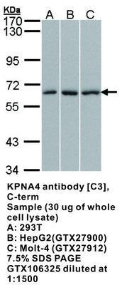 KPNA4 antibody [C3], C-term, GeneTex