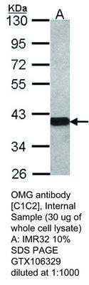 OMG antibody [C1C2], Internal, GeneTex