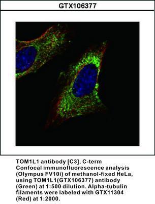 TOM1L1 antibody [C3], C-term, GeneTex