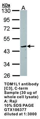 TOM1L1 antibody [C3], C-term, GeneTex