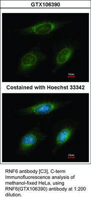 RNF6 antibody [C3], C-term, GeneTex