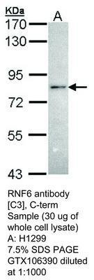 RNF6 antibody [C3], C-term, GeneTex