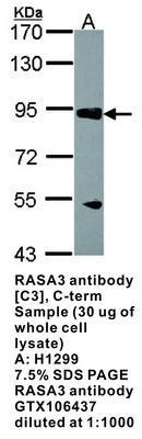 RASA3 antibody [C3], C-term, GeneTex