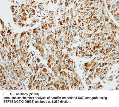 EEF1B2 antibody [N1C3], GeneTex