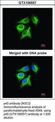 p40 antibody [N3C3], GeneTex