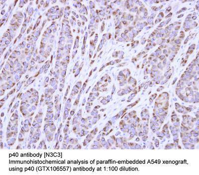 p40 antibody [N3C3], GeneTex