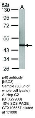 p40 antibody [N3C3], GeneTex