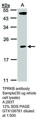 TPRKB antibody, GeneTex