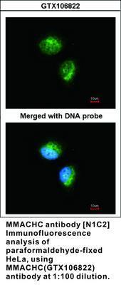 MMACHC antibody [N1C2], GeneTex