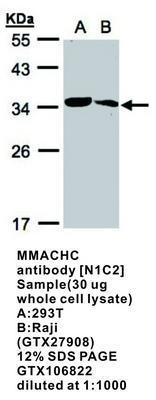 MMACHC antibody [N1C2], GeneTex