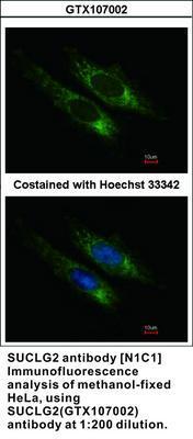 SUCLG2 antibody [N1C1], GeneTex