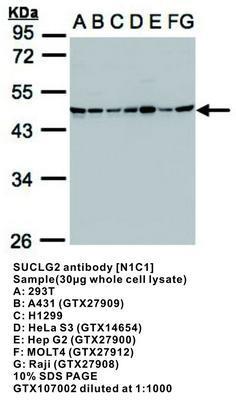 SUCLG2 antibody [N1C1], GeneTex