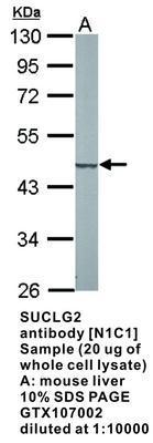 SUCLG2 antibody [N1C1], GeneTex