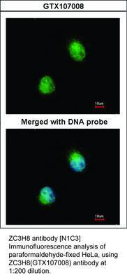 ZC3H8 antibody [N1C3], GeneTex