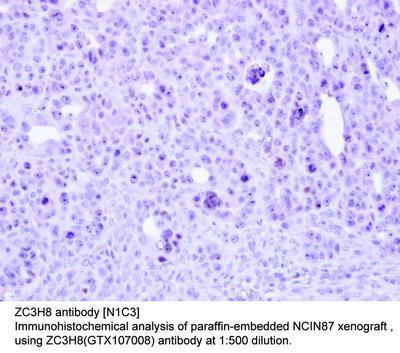 ZC3H8 antibody [N1C3], GeneTex