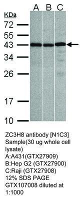 ZC3H8 antibody [N1C3], GeneTex