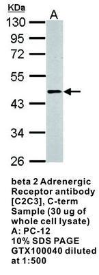 beta 2 Adrenergic Receptor antibody [C2C3], C-term, GeneTex