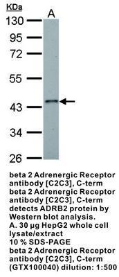 beta 2 Adrenergic Receptor antibody [C2C3], C-term, GeneTex