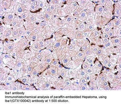 Iba1 antibody, GeneTex