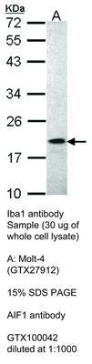 Iba1 antibody, GeneTex