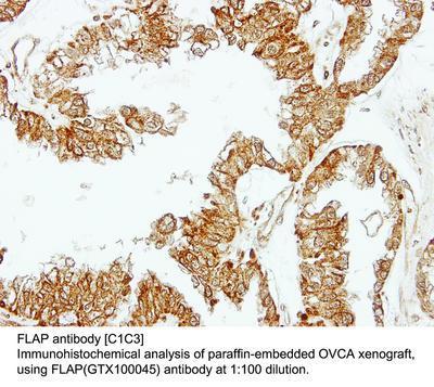 FLAP antibody [C1C3], GeneTex