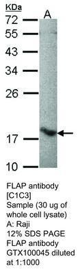 FLAP antibody [C1C3], GeneTex