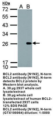 BCL2 antibody [N1N2], N-term, GeneTex