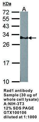 RAD1 antibody [N2C3], GeneTex