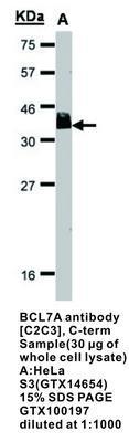 BCL7A antibody [C2C3], C-term, GeneTex