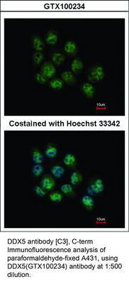 DDX5 antibody [C3], C-term, GeneTex