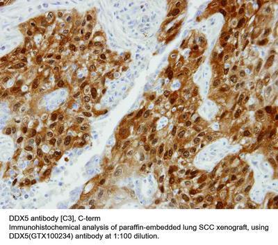 DDX5 antibody [C3], C-term, GeneTex