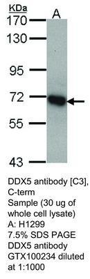 DDX5 antibody [C3], C-term, GeneTex