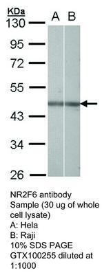 NR2F6 antibody, GeneTex