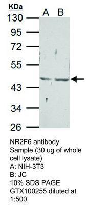 NR2F6 antibody, GeneTex