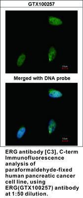 ERG antibody [C3], C-term, GeneTex