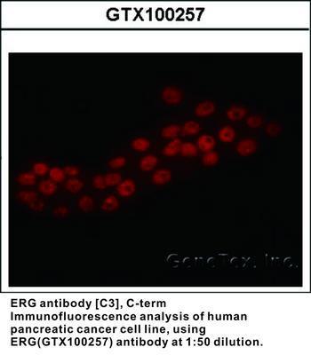 ERG antibody [C3], C-term, GeneTex