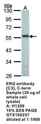 ERG antibody [C3], C-term, GeneTex