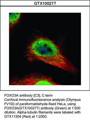 FOXO3A antibody [C3], C-term, GeneTex