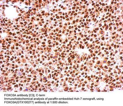 FOXO3A antibody [C3], C-term, GeneTex