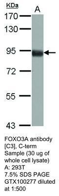 FOXO3A antibody [C3], C-term, GeneTex