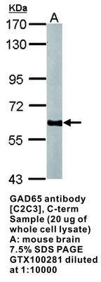 GAD65 antibody [C2C3], C-term, GeneTex