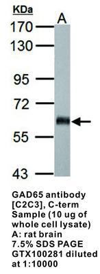 GAD65 antibody [C2C3], C-term, GeneTex