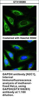 GAPDH antibody [N2C1], Internal, GeneTex